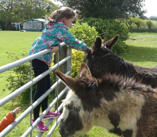 girl petting the donkeys